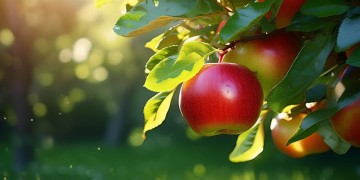播放苹果英文是什么歌能表达呢？