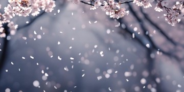阿西什么的指的是哪首英文歌呢？