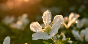 茉莉花挡不住思念究竟是哪首歌？