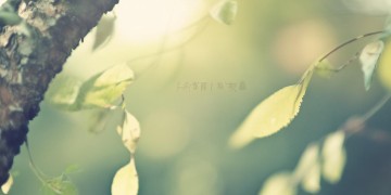 语录悄悄的爱你这句歌词出自哪首歌？